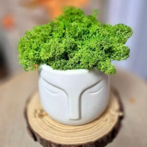 Кашпа Скандинавски мъх