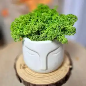 Кашпа Скандинавски мъх