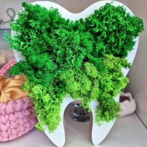 Зъб скандинавски мъх